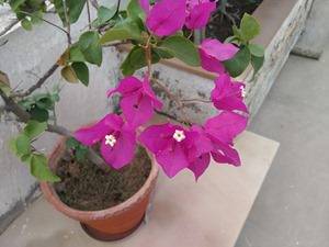 YU Yureka camera review (close up)