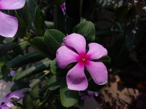 Gionee-Marathon-M4_camera-performance_macro.jpg?tr=q-70