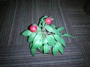 Gionee-Marathon-M4_camera-test_low-light-flash.jpg?tr=q-70
