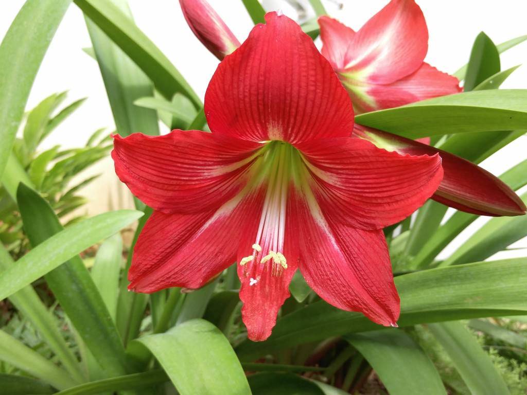 Lenovo Vibe Shot_image sample_close up