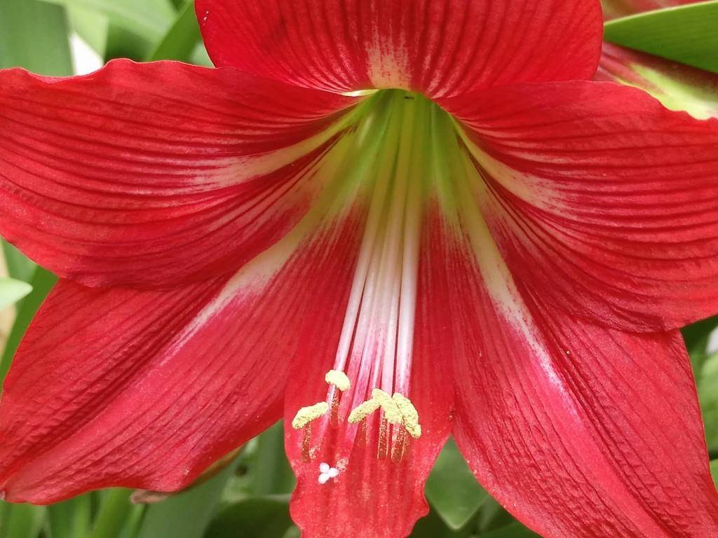 Lenovo Vibe Shot_image sample_close up zoomed in