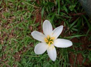 Meizu-m2_camera-performance_macro.jpg?tr=q-70