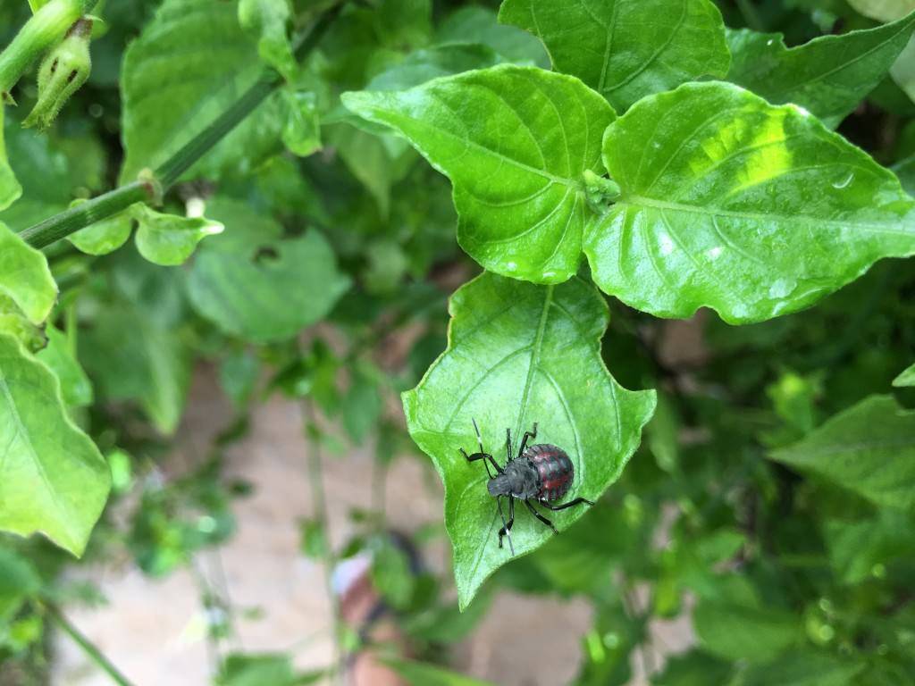 iPhone-6s-Plus_camera-performance_close-up.jpg?tr=q-70