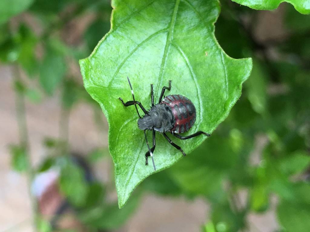 iPhone 6s Plus_camera review_close up zoomed in