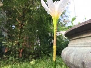 iPhone-6s-Plus_camera-sample_macro.jpg?tr=q-70
