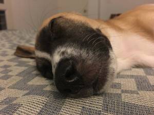 iPhone-6s-Plus_camera-sample_profile.jpg?tr=q-70