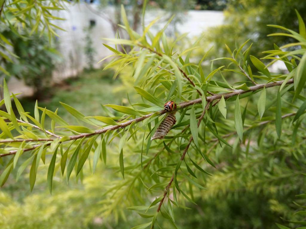 Lenovo-Vibe-S1_camera-review_close-up.jpg?tr=q-70