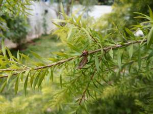Lenovo-Vibe-S1_camera-review_close-up.jpg?tr=q-70
