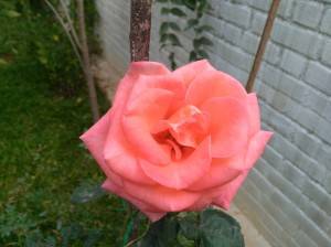 Honor-5X_camera-review_close-up.jpg?tr=q-70