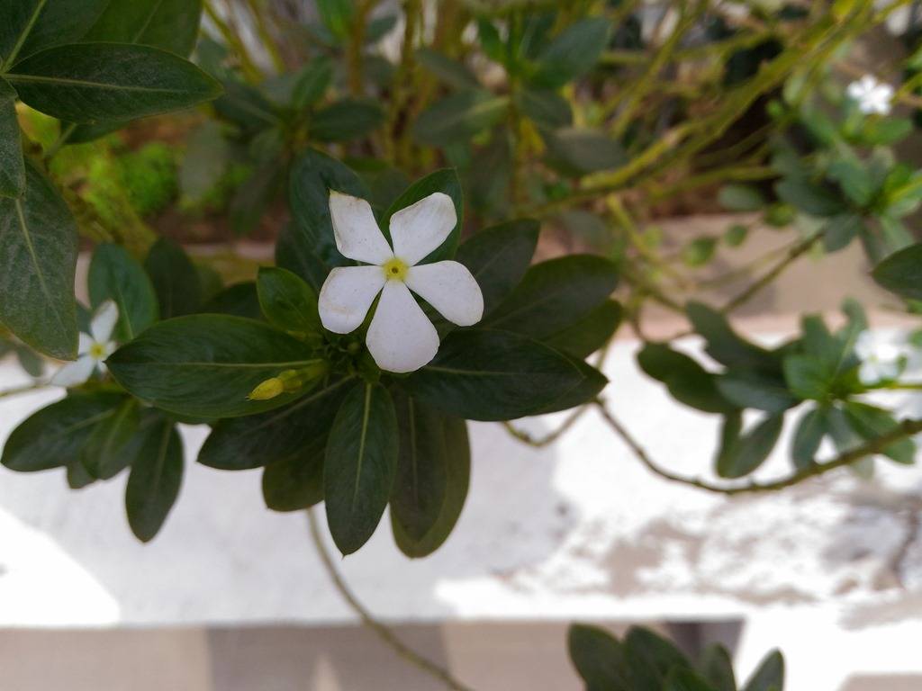 ASUS-ZenFone-Max-camera-sample6