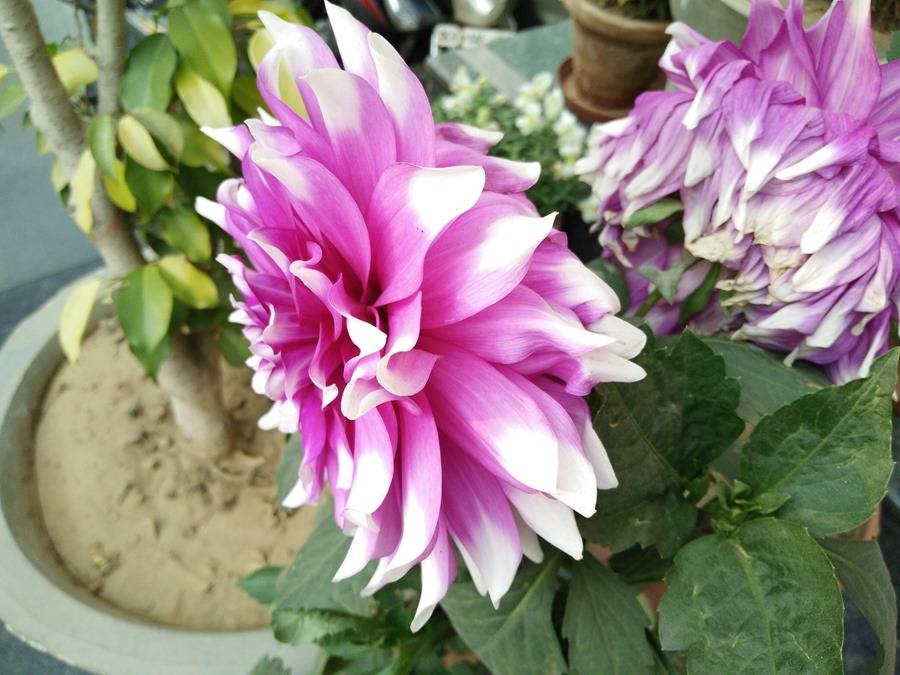 OPPO-F1-camera-sample-closeup OPPO-F1-camera-sample-closeup