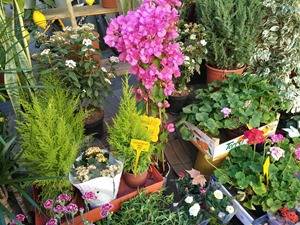 OPPO-F1-camera-sample2