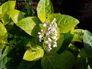 Samsung-Galaxy-S7-edge-camera-sample3