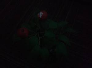 Lenovo-Vibe-K5-Plus_camera-review_low-light.jpg?tr=q-70