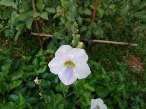 Lenovo-Vibe-K5-Plus_camera-test_close-up.jpg?tr=q-70
