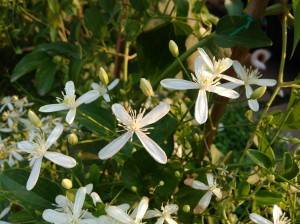 Lenovo-Vibe-K5-Plus_image-sample_macro.jpg?tr=q-70