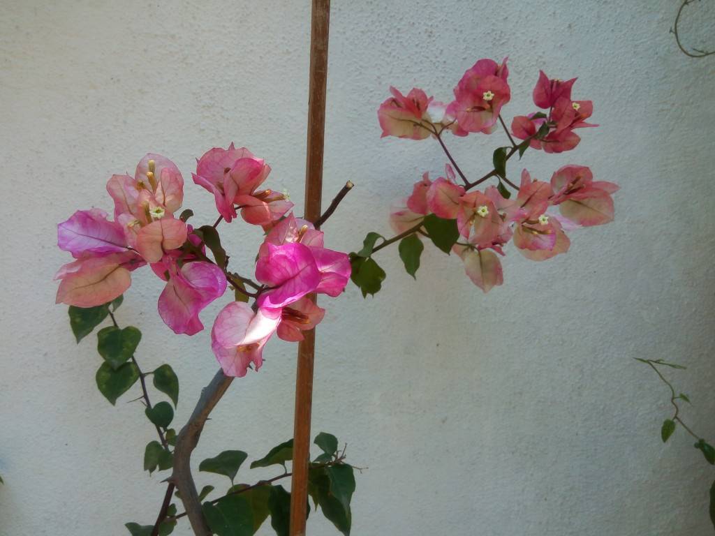 Gionee-Marathon-M5-Plus_camera-sample_daylight.jpg?tr=q-70