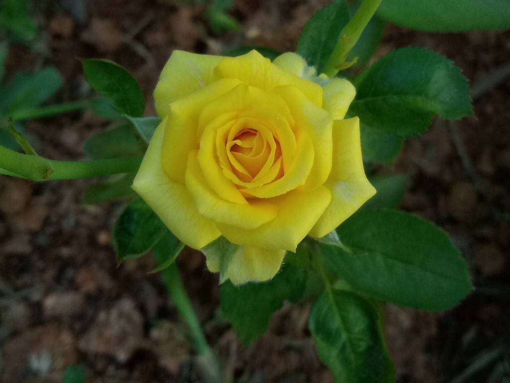 Yu Yunicorn_camera performance_close up cropped