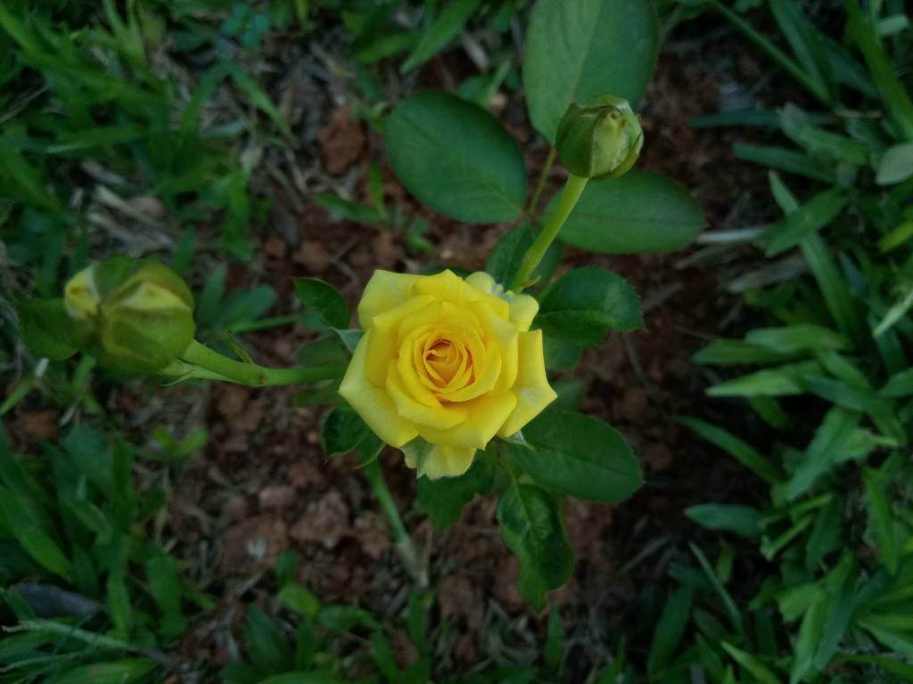 Yu-Yunicorn_camera-review_close-up.jpg?tr=q-70