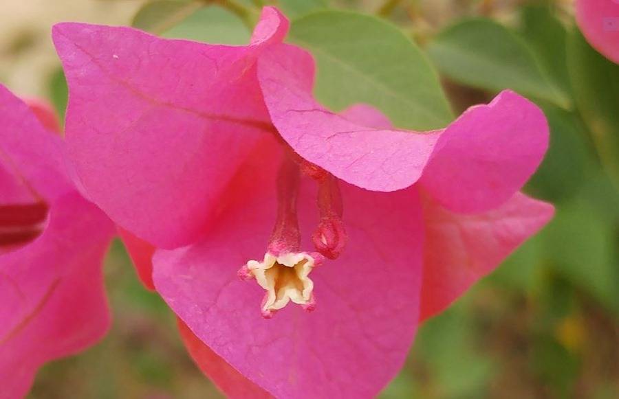 LG G5 camera samples - close up (zoomed in)