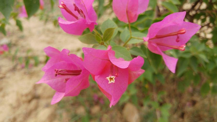 LG G5 camera samples - close up