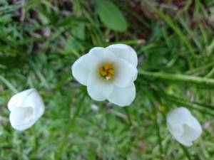 OnePlus 3_camera sample_macro