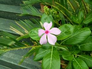 OPPO-F1s-camera-sample2