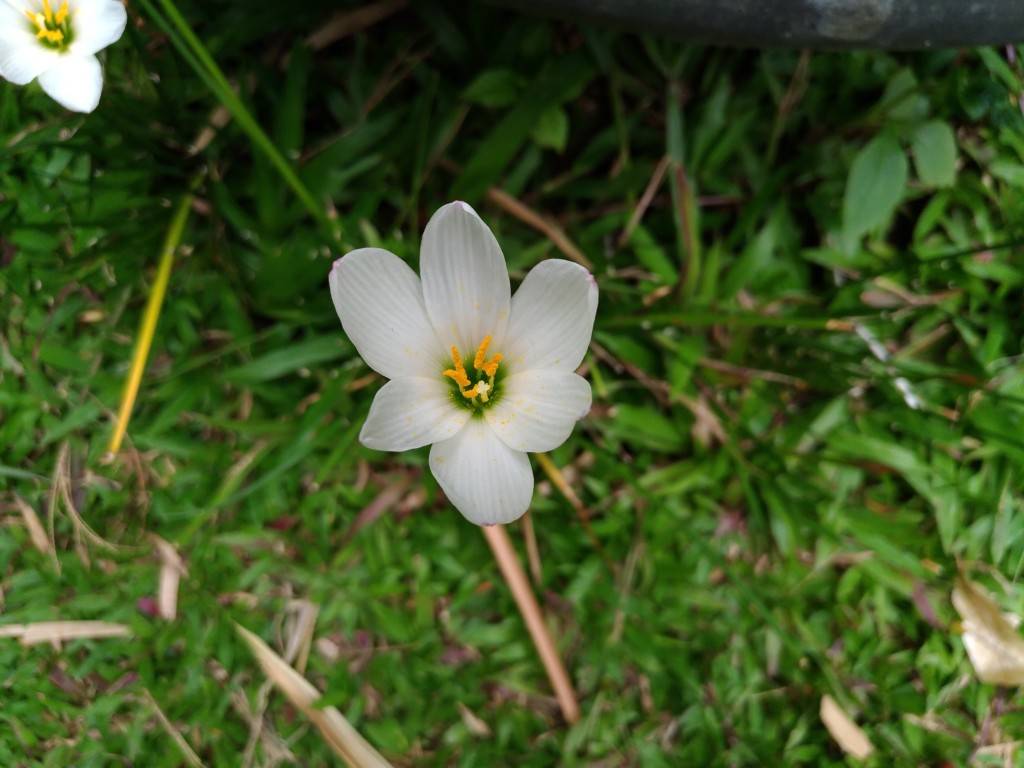 ASUS ZenFone 3_image sample_close up