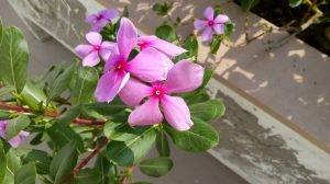 moto_e3_power_camera_sample_4