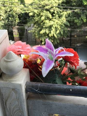 Apple-iPhone-7-Plus-camera-sample2