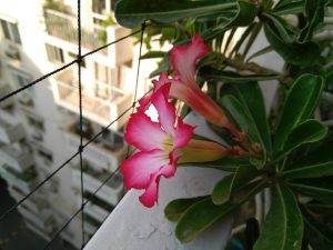 lenovo-z2-plus_camera_close-up