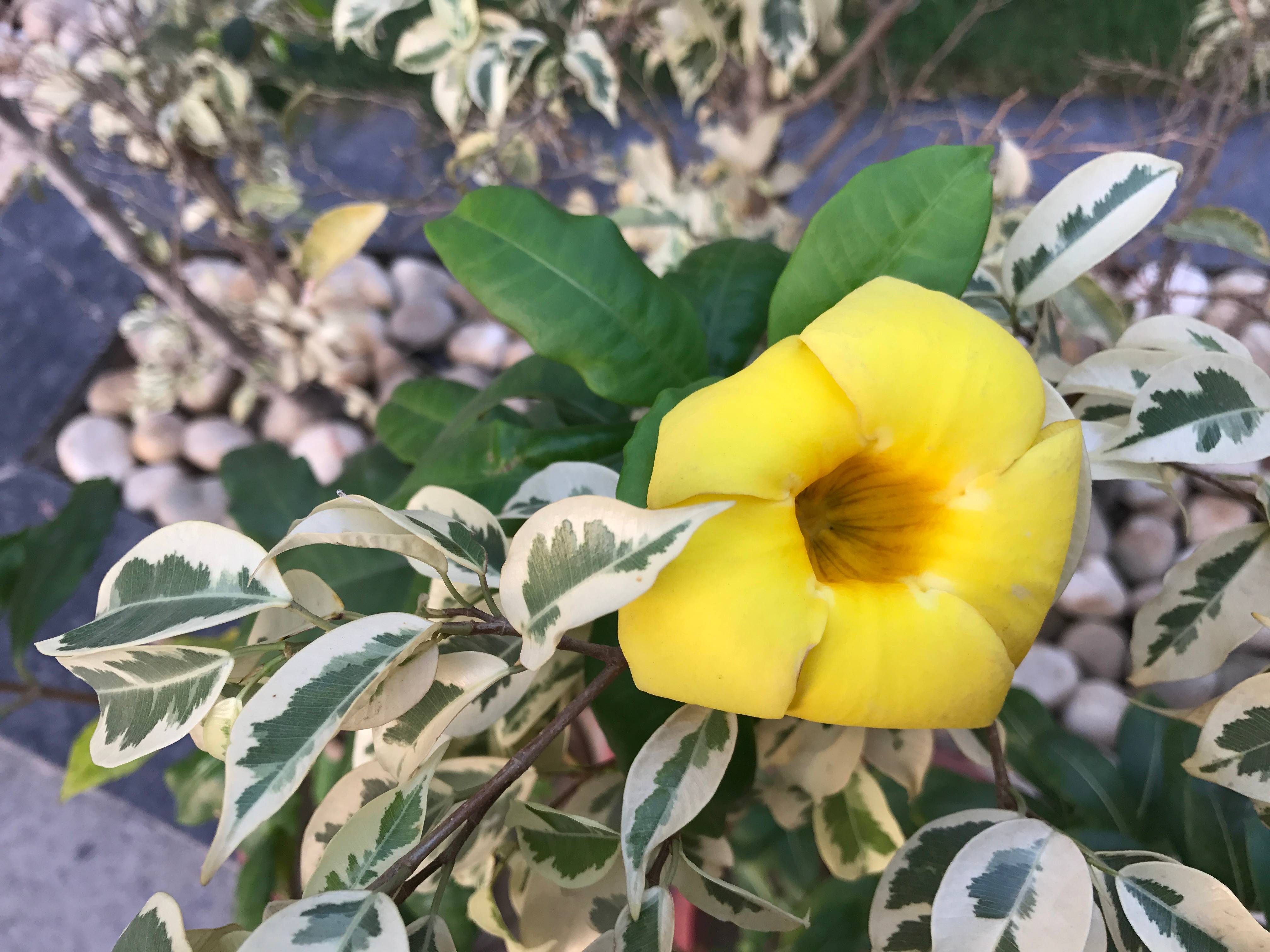iphone_7_plus_sample_close_up_yellow_flower