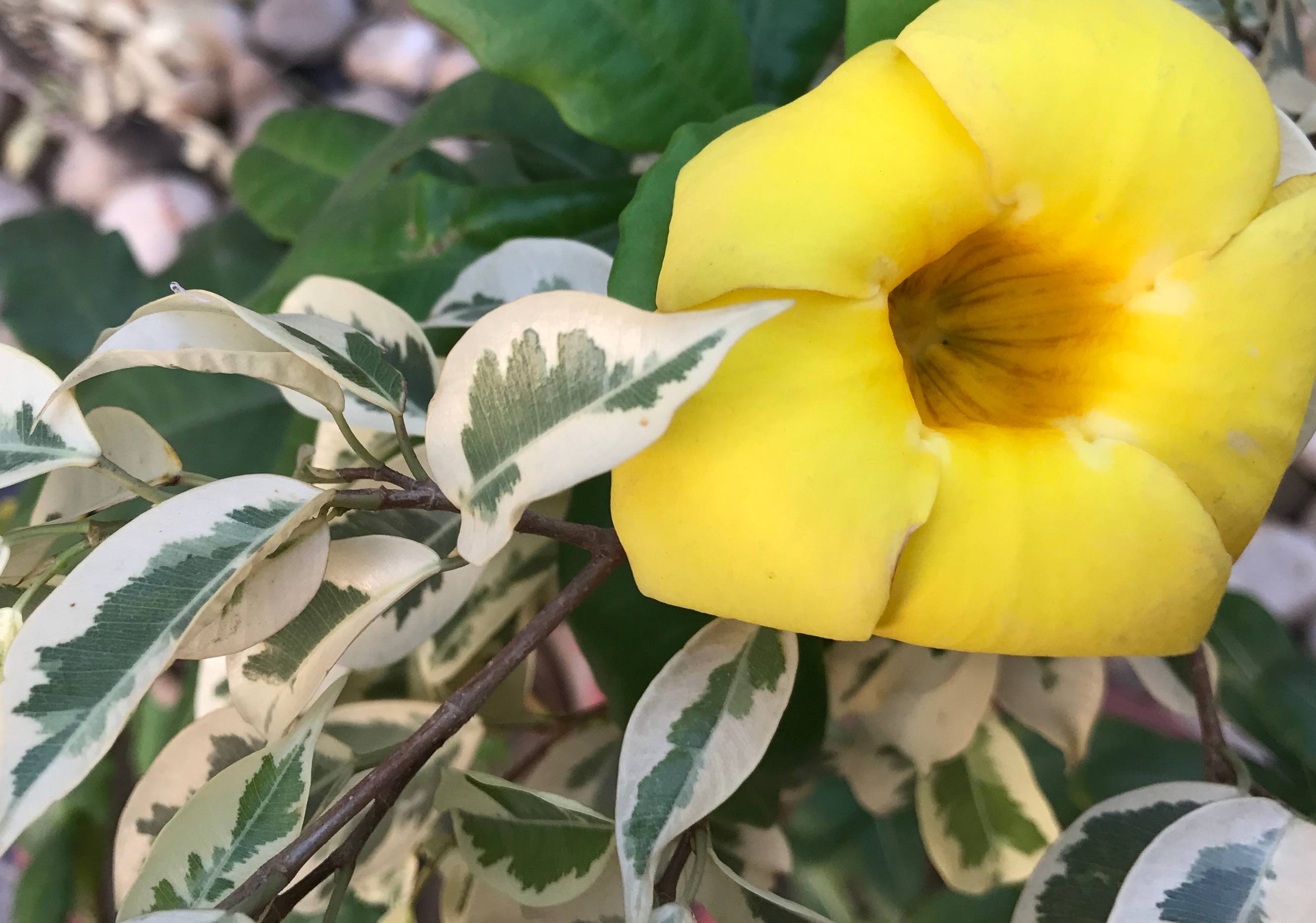 iphone_7_plus_sample_close_up_zoom_yellow_flower