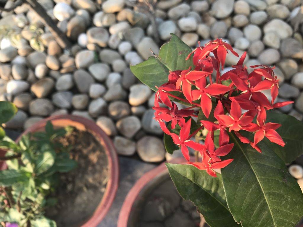 iphone_7_plus_zoom_1