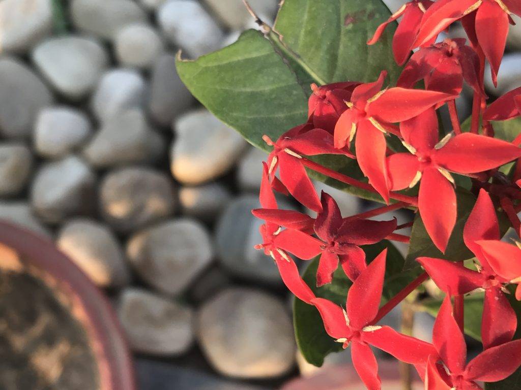 iphone_7_plus_zoom_2