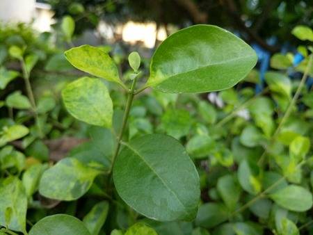 Google-Pixel-XL-camera-sample4