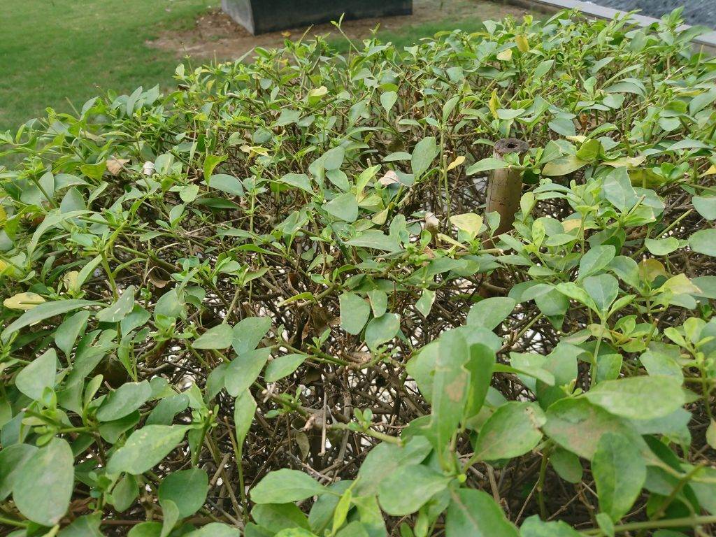 sony_xperia_xz_camera_sample_5