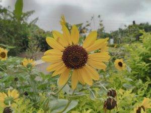 ASUS Zenfone Max Pro M1 HDR (2)