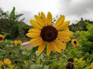 Xiaomi Redmi Note 5 Pro HDR (2)