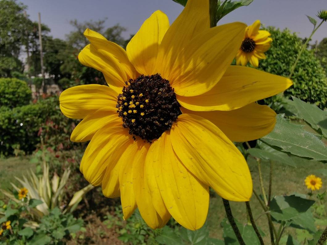Huawei P30 Pro camera sample - super macro Huawei P30 Pro camera sample - super macro