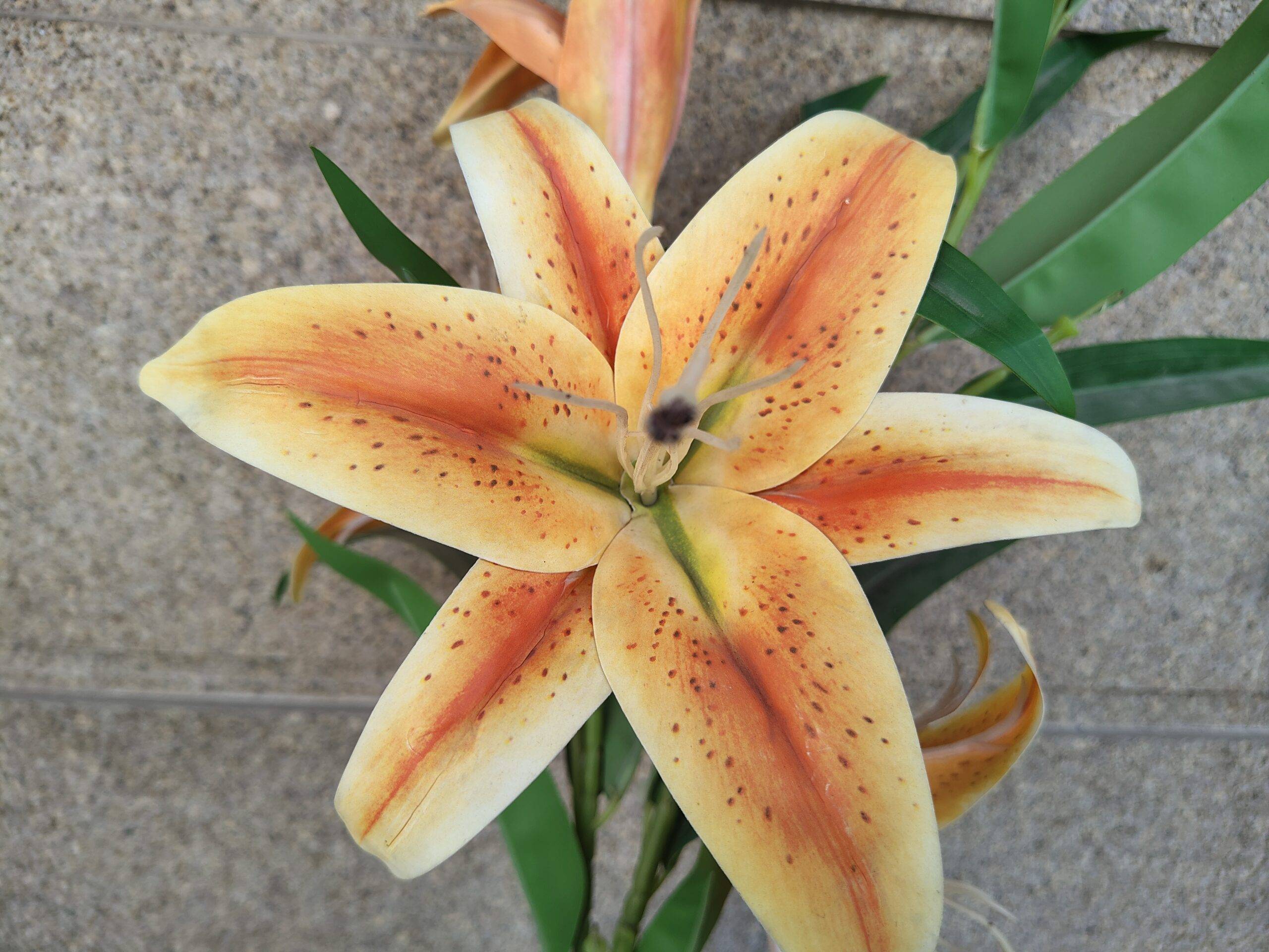 motorola-edge-60-stylus-camera-sample