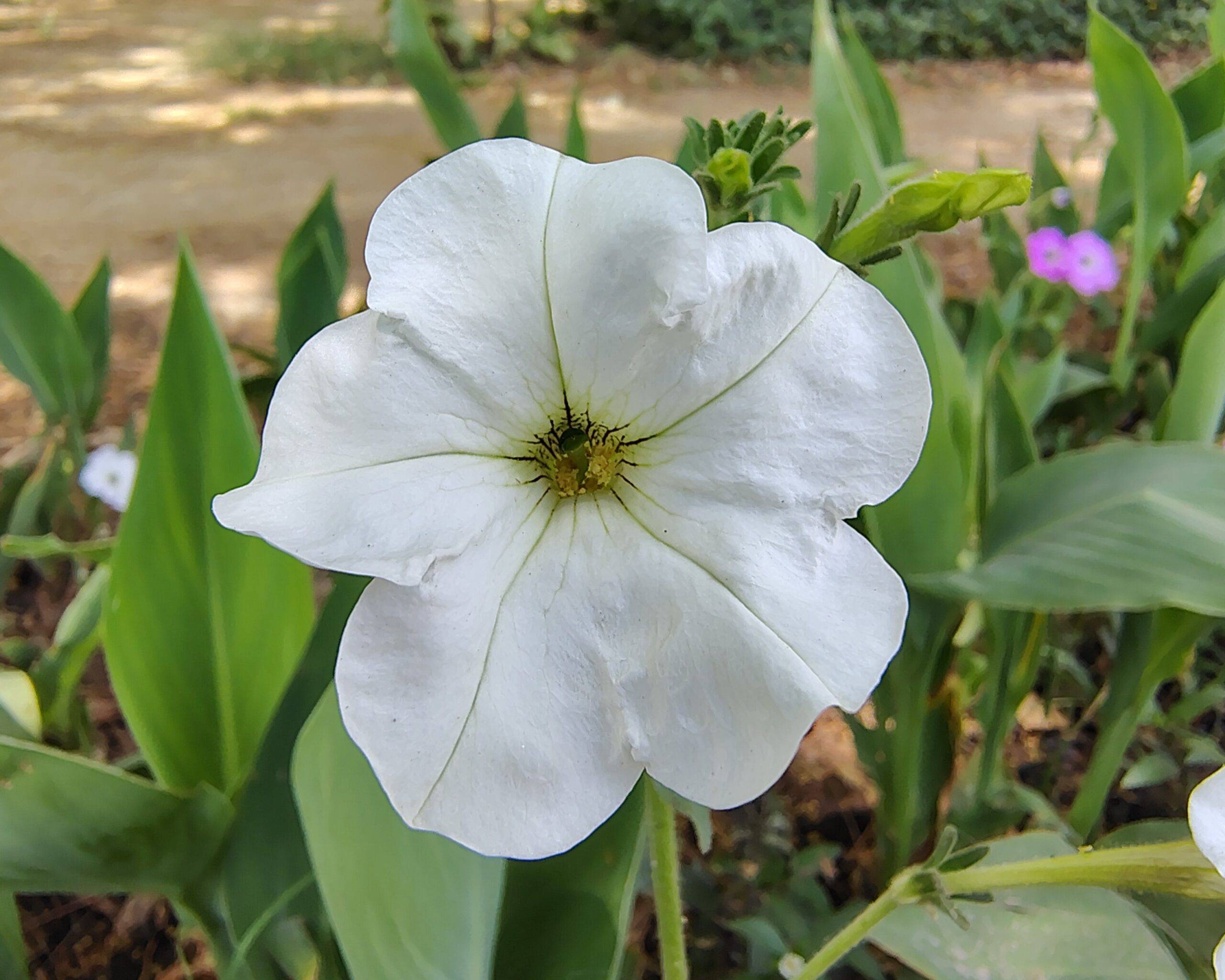 motorola-edge-60-stylus-camera-sample