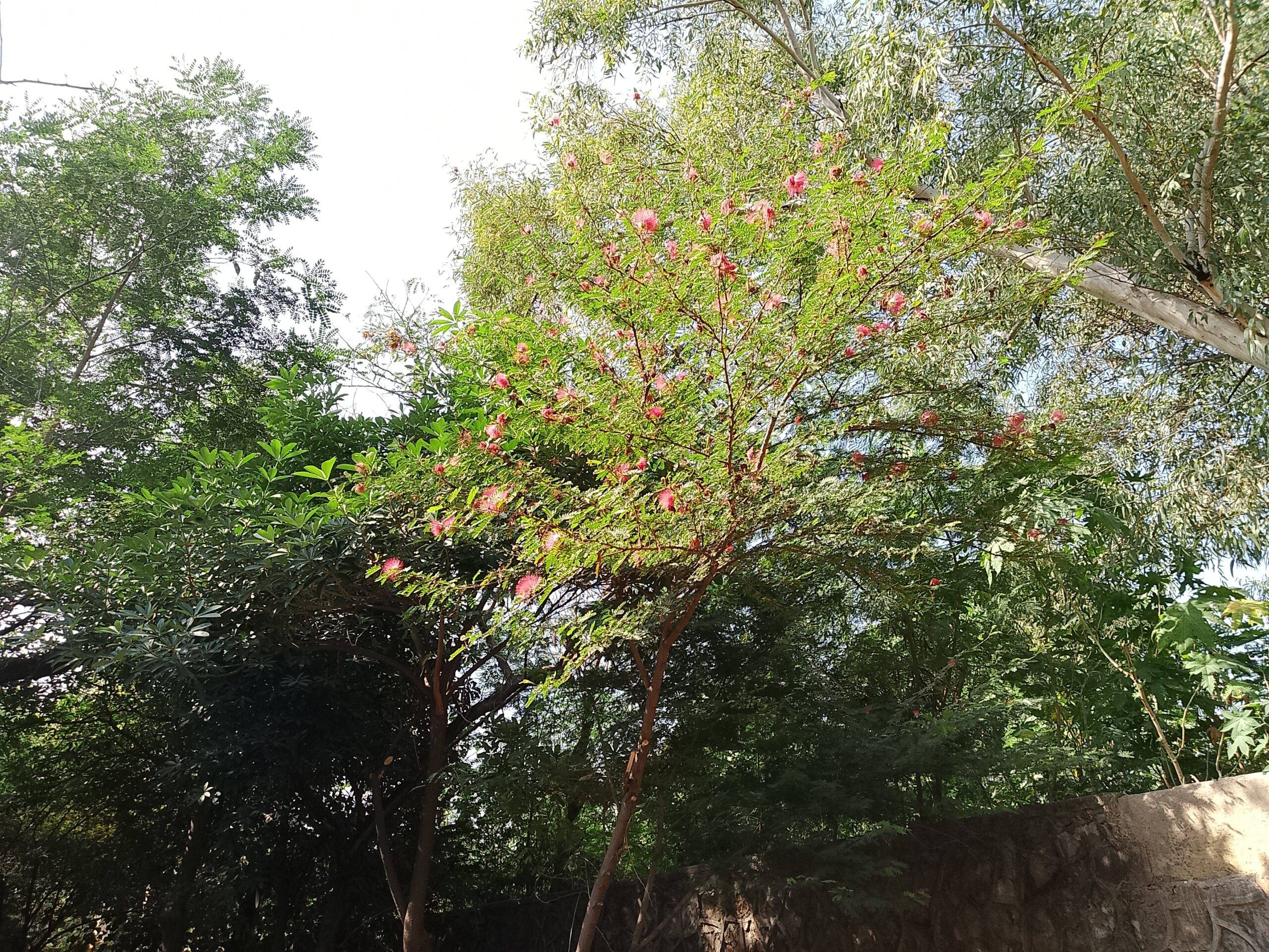 Lava Bold N1 5G camera sample