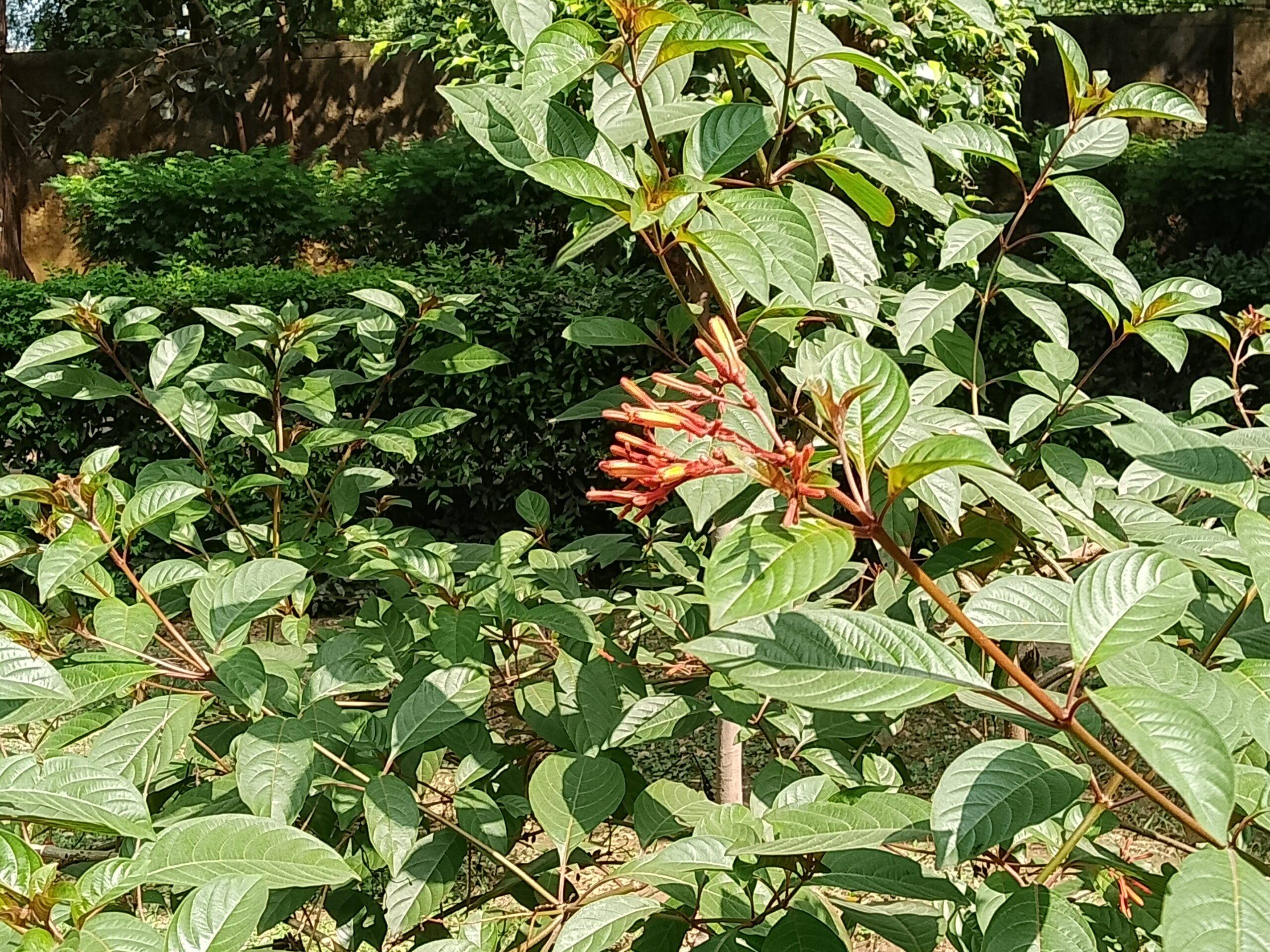 Lava Bold N1 5G camera sample