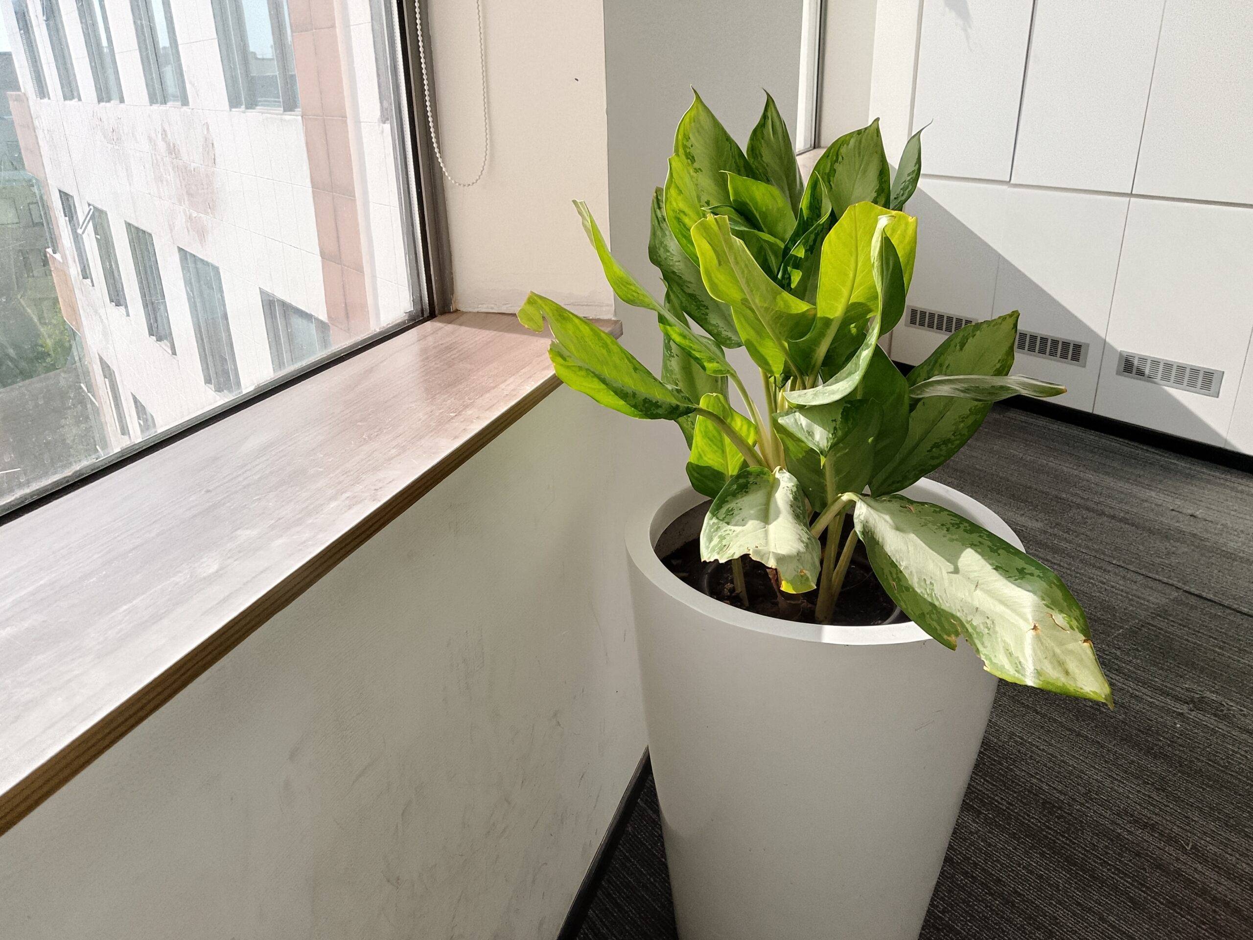 Lava Bold N1 5G camera sample