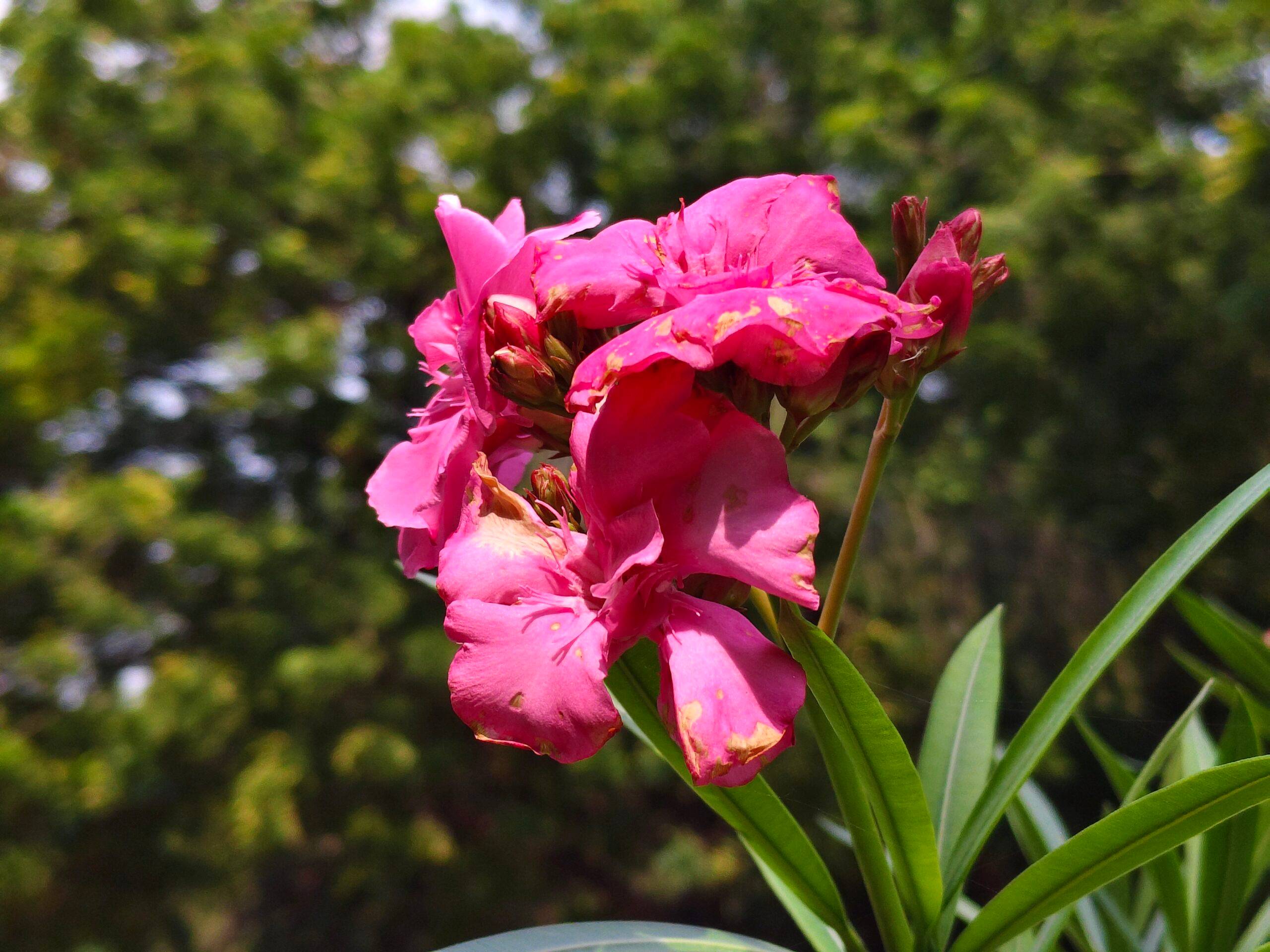 vivo T4 Pro 2x macro shot
